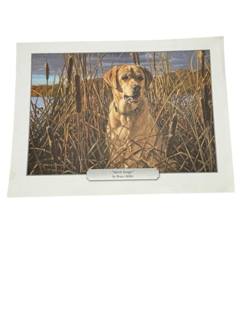 Bruce Miller Marsh Ranger Labrador Retriever Hunting Dog Wildlife Print 11.5x8.5